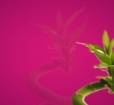 lbfuchsia.jpg